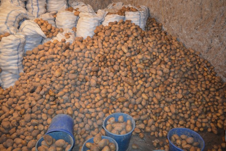 Patates Fiyatı Dibi Gördü