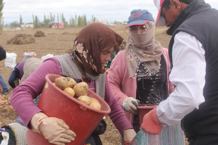 Patates Fiyatı Dibi Gördü