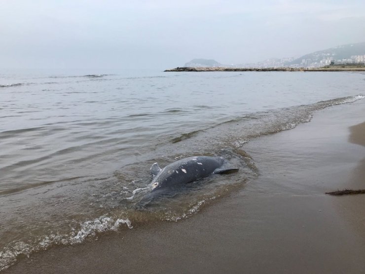 Karadeniz’de Son 11 Günde 37 Yunus Karaya Vurdu