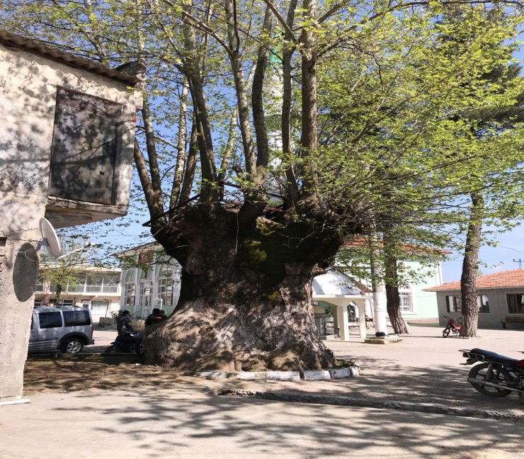 900 Yıllık Dev Çınar Koruma Altına Alınıyor