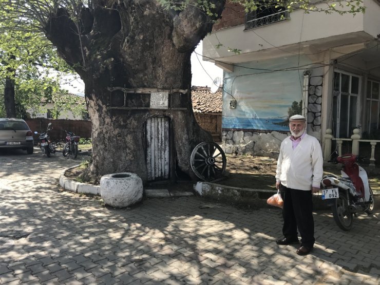 900 Yıllık Dev Çınar Koruma Altına Alınıyor