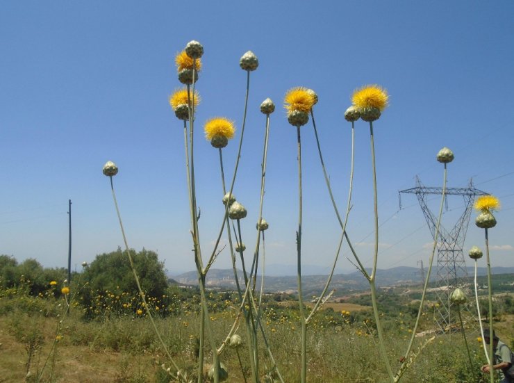 ’Tüllüşah’ İçin Seferberlik