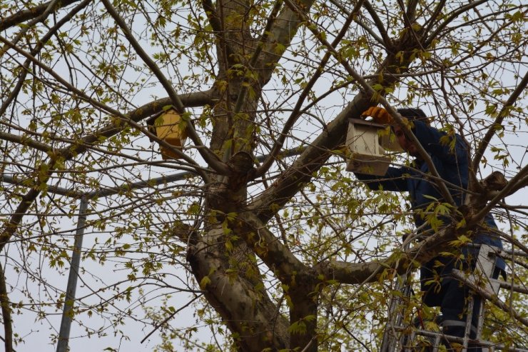 Görele Belediyesi’nden Kuş Yuvası
