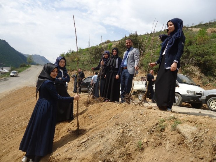 Kürtün’de Meyve Fidanları Toprakla Buluştu