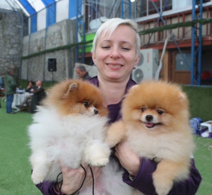 Trabzon’da Uluslararası Köpek Irkları Yarışması