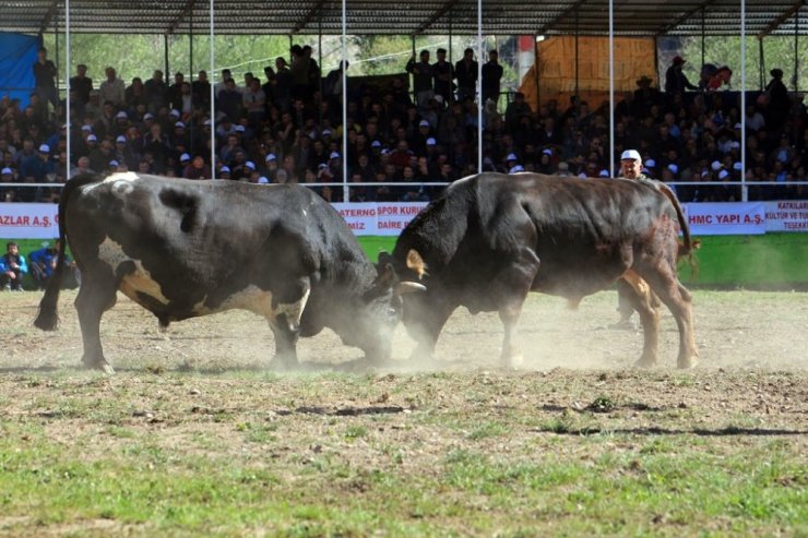Artvin’de “Derekapı Boğa Güreşleri” Kıyasıya Mücadelelere Sahne Oldu