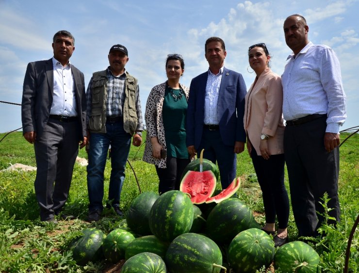 Turfanda Karpuz Hasadı Başladı