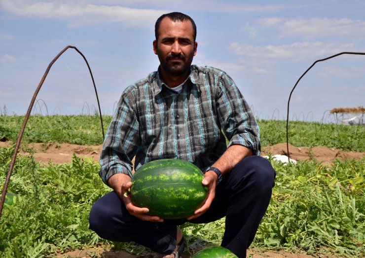 Turfanda Karpuz Hasadı Başladı