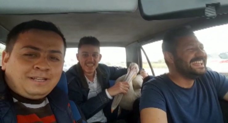 Pelikanla Bir Garip Yolculuk