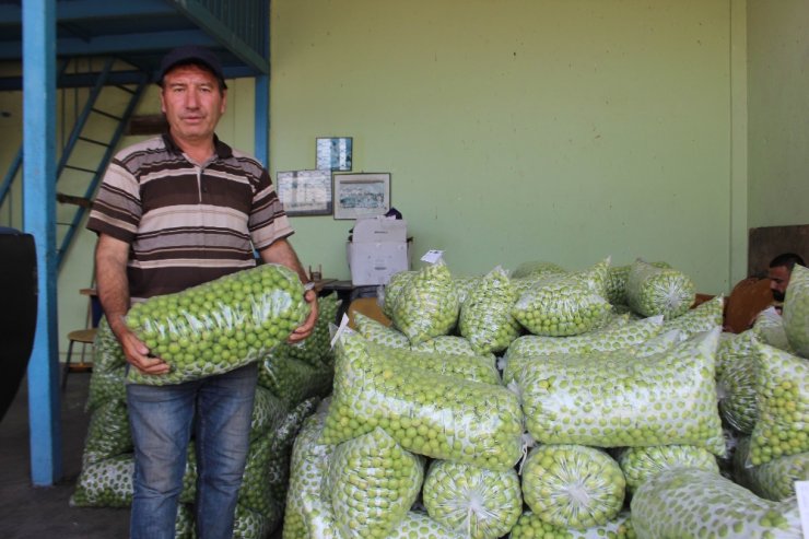 Hem Rekolte Hem Fiyatlar Düştü