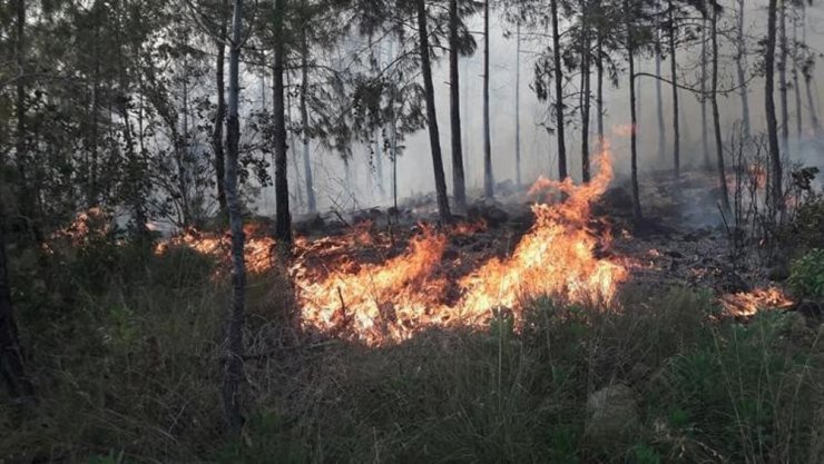 Hatay’da Orman Yangını