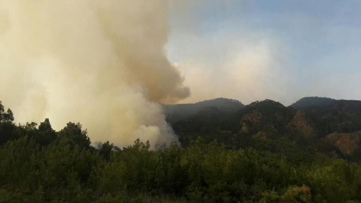 Hatay’da Orman Yangını
