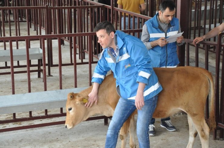 Gümüşhane’de Genç Çiftçilere 558 Büyükbaş Hayvan Dağıtıldı