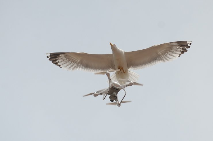 Martıların ’Drone’ İmtihanı