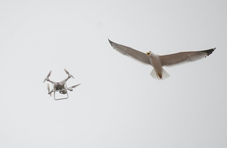 Martıların ’Drone’ İmtihanı