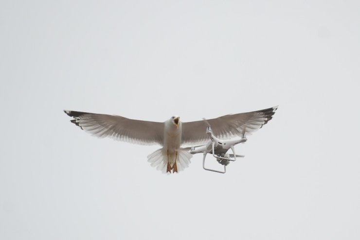 Martıların ’Drone’ İmtihanı