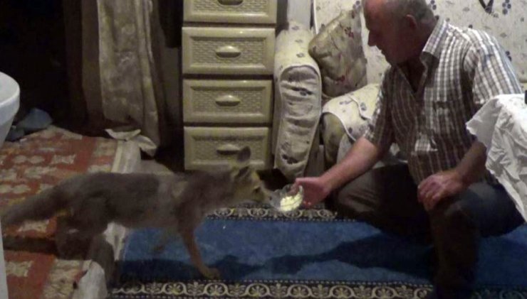 ’Kanka’ İsmini Verdiği Yavru Tilkiyi Her Gün Elleriyle Besliyor