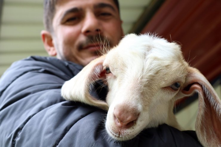 20 Günlük Keçiye Evladı Gibi Bakıyor