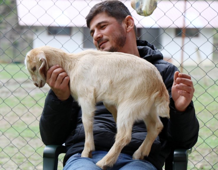 20 Günlük Keçiye Evladı Gibi Bakıyor