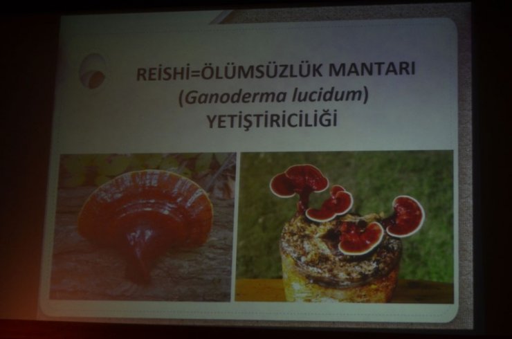 Artvin’de İstiridye Mantarı Üreticilerine Yönelik Bilgilendirme Toplantısı