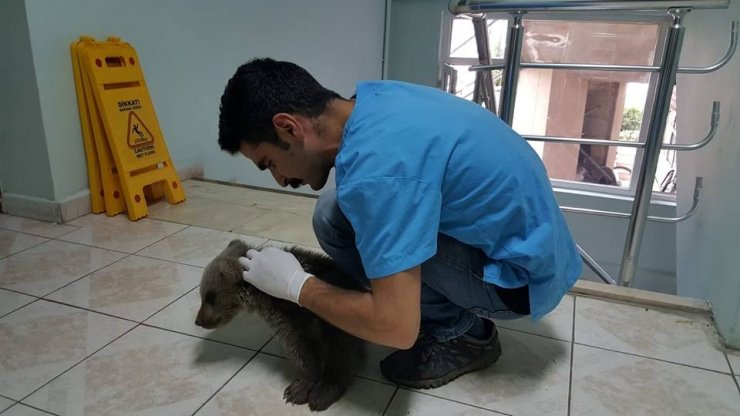 Yaralı Boz Ayı Yavrusu Tedavi Altına Alındı