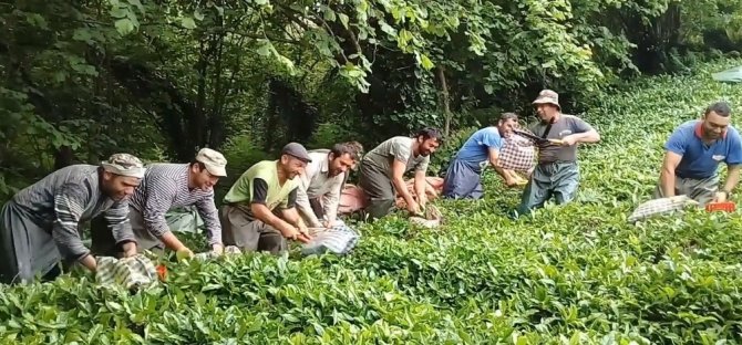 Gürcü Çay İşçileri Çay Toplamayı Eğlenceye Dönüştürdü