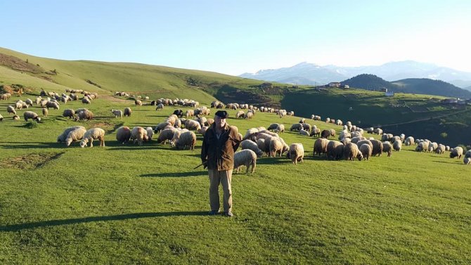 Ramazan’ı Yaylada Koyunları İle Geçiriyorlar