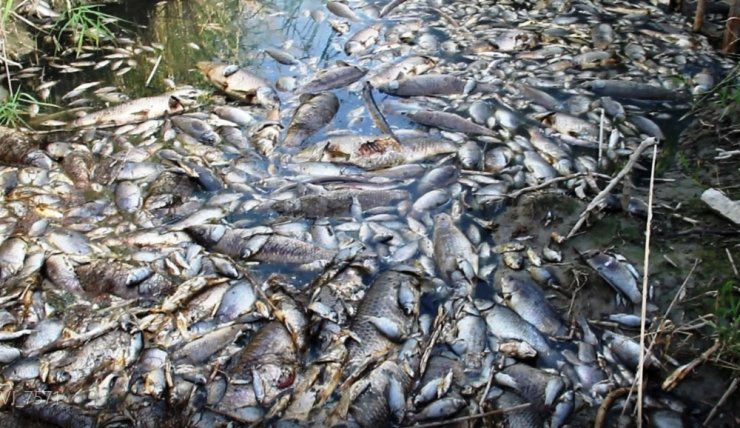 Binlerce Ölü Balık Havadan İlk Kez Görüntülendi