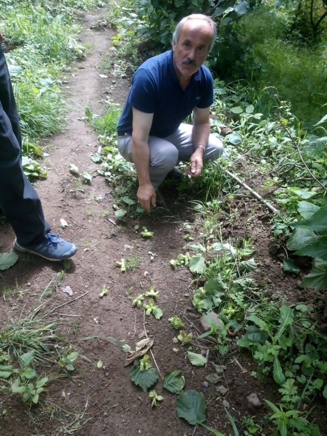 Giresun’da Etkili Olan Fırtına Fındığa Zarar Verdi