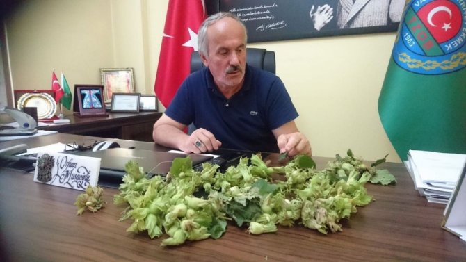 Giresun’da Etkili Olan Fırtına Fındığa Zarar Verdi