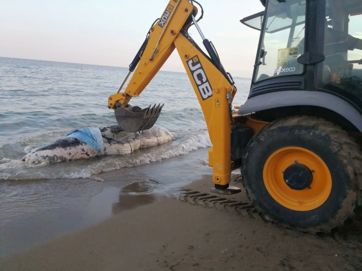 Plaja 4 Metrelik Balina Ölüsü Vurdu