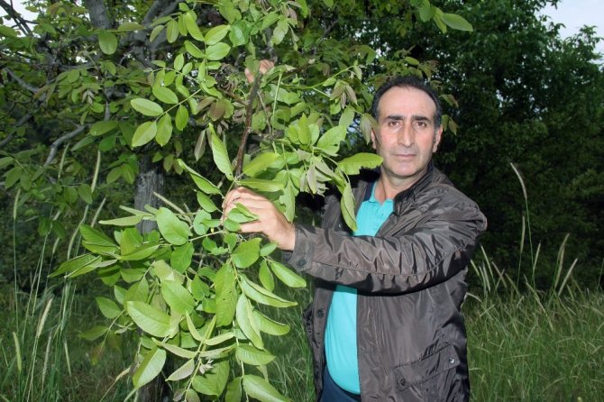 Şebin Cevizini Don Vurdu