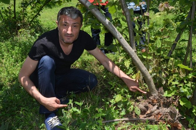 ’Drakula’nın Trabzon’a Nasıl Geldiği Ortaya Çıktı