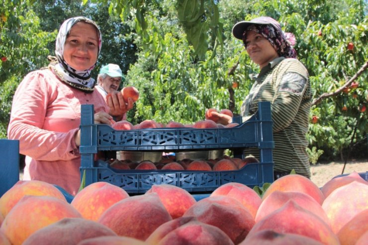 Bursa’da Şeftali Hasadı Ve Fiyatları Yüzleri Güldürdü