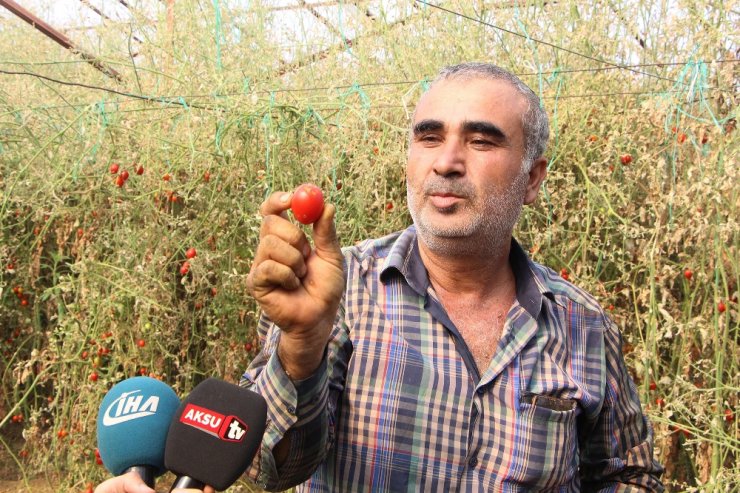 ‘Tuta’ Yüzünden Binlerce Ton Domates Çöpe Gitti