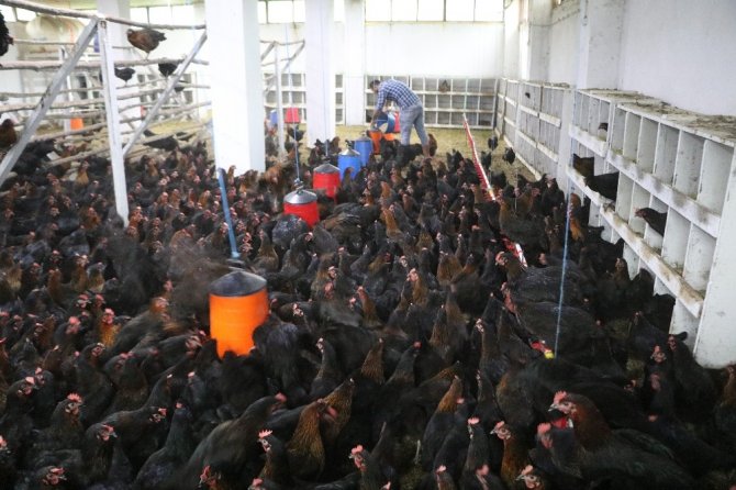 Bankacılıktan Bin 500 Tavuklu Çiftliğe