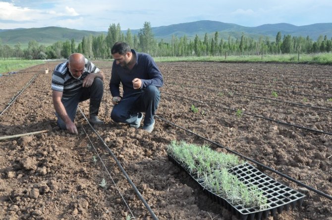 Gümüşhane’de Lavanta Projesi Hayata Geçirildi