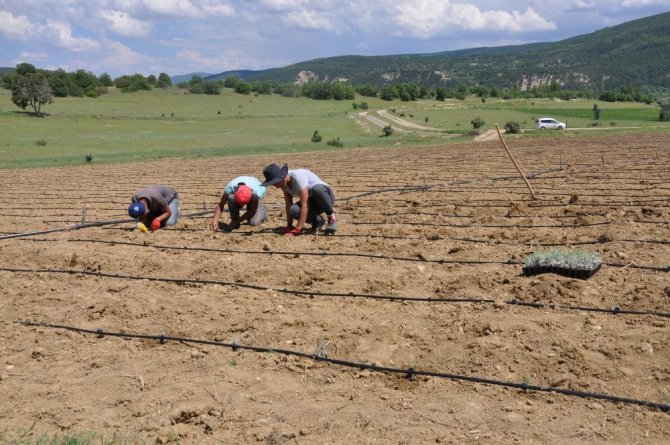 Gümüşhane’de Lavanta Projesi Hayata Geçirildi