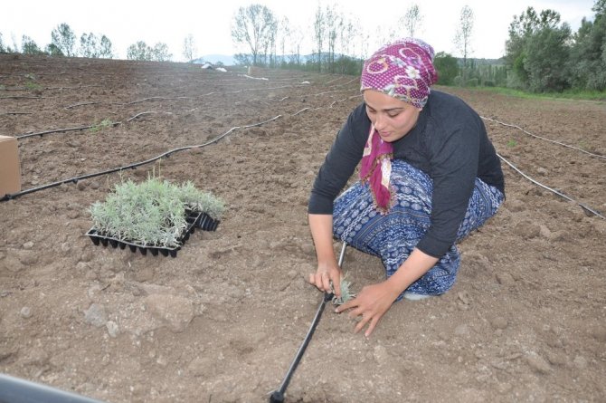 Gümüşhane’de Lavanta Projesi Hayata Geçirildi