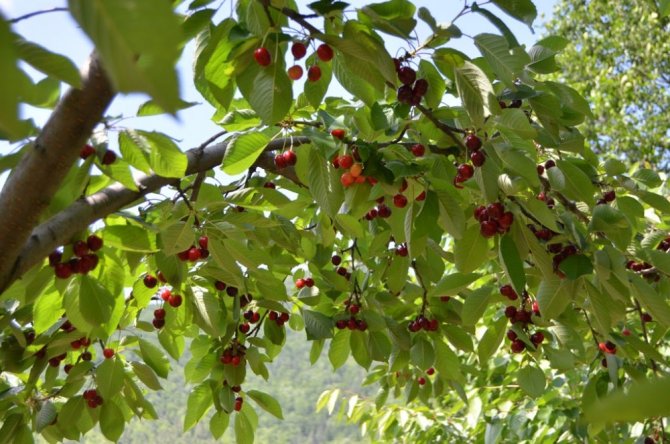 Artvin’de Kiraz Hasadı Başladı