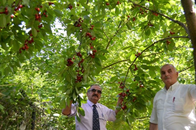 Artvin’de Kiraz Hasadı Başladı