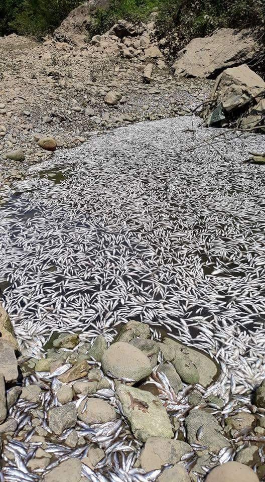 Baraj Suları Çekildi, Balıklar Öldü