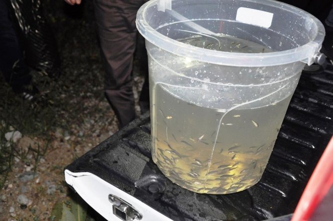 Gümüşhane’de Göletlere 50 Bin Sazan Yavrusu Bırakıldı