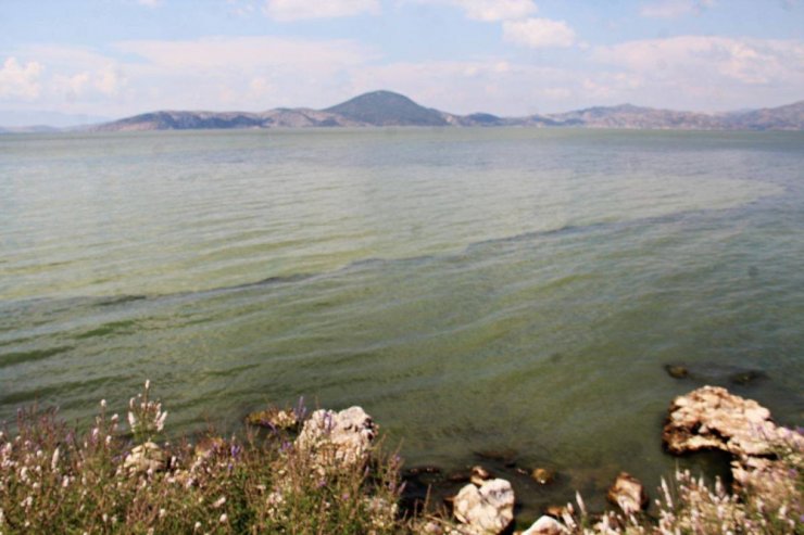 Bafa Gölü Yine Yeşile Boyandı