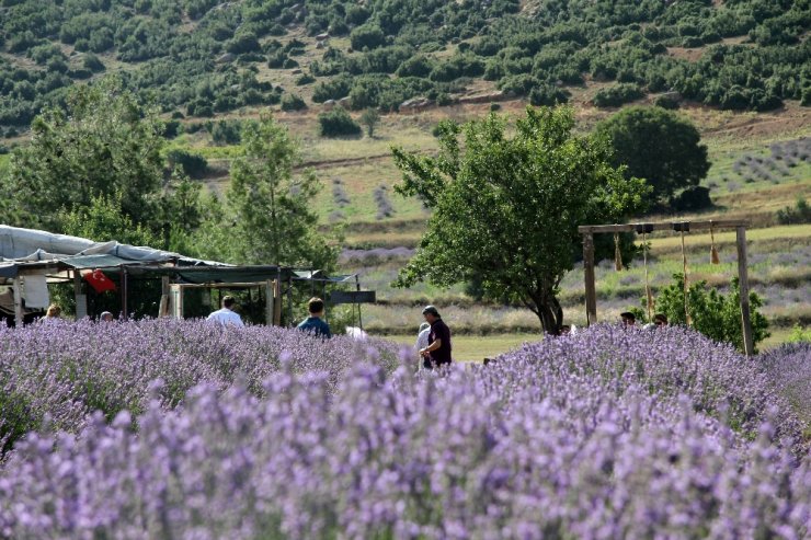 Lavanta Kokulu Doğal Fotoğraf Stüdyosu