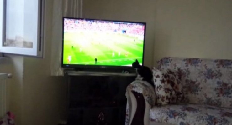 Fanatik Kedinin Dünya Kupası Tutkusu