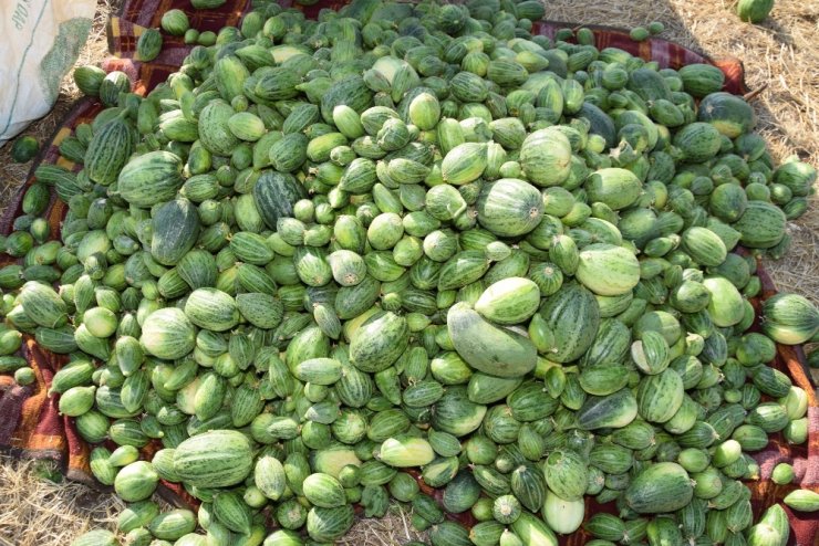 Adı "Şelengo" : Hasadı Başladı