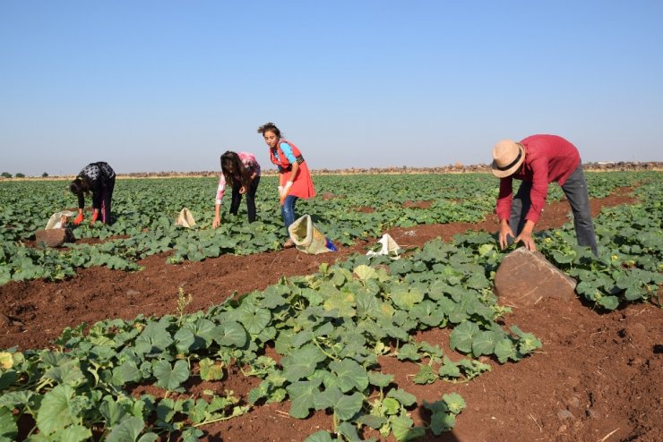 Adı "Şelengo" : Hasadı Başladı
