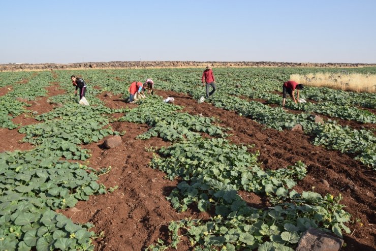 Adı "Şelengo" : Hasadı Başladı