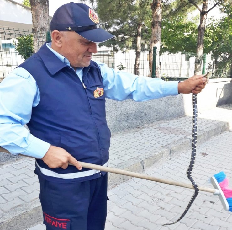 Camide Yılan Paniği
